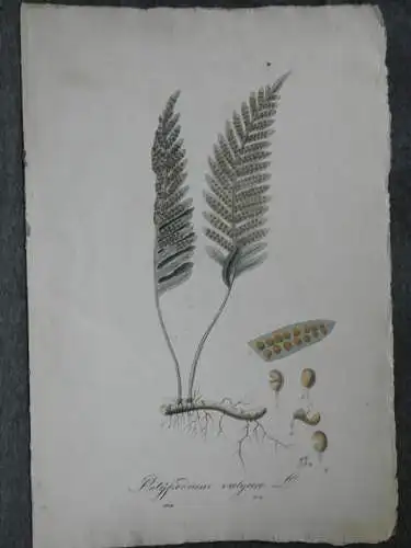 Kupferstich,koloriert, Tüpfelfarn,Polypodium vulgare, Graumüllers Handbuch, 1850