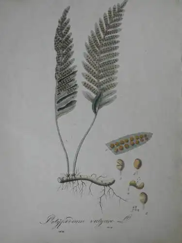 Kupferstich,koloriert, Tüpfelfarn,Polypodium vulgare, Graumüllers Handbuch, 1850