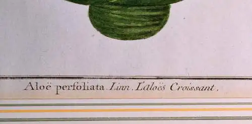 Kupferstich,18.Jhdt.Aloe perfoliata+Linn. L`aloes Croissant,koloriert