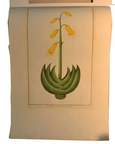 Kupferstich,18.Jhdt.Aloe perfoliata+Linn. L`aloes Croissant,koloriert