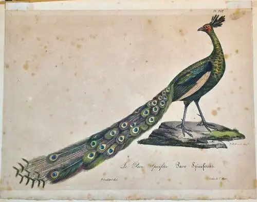 Le Paon spicifere,Peacock,Pfau,Litho:C.Motte um 1830