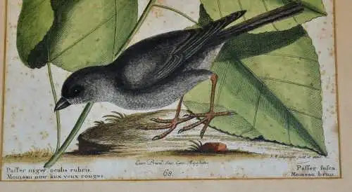 Der schwarze Sperling, 1749-73,Mark Catesby,Seligmann,kol,Radierung