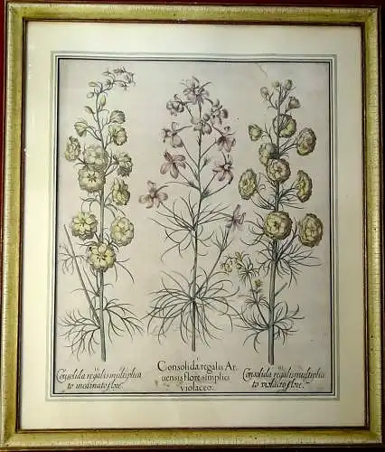 Kupferstich,Consolida regalis, Domenicus Custos,Hortus Eystettensis von 1613