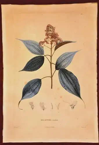 Radierung,Melastoma caudata( Schwarzmundgewächs), ca. 1815.Pl.7, Poiteau+Bouquet