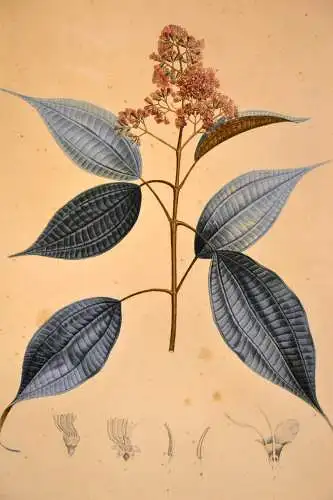 Radierung,Melastoma caudata( Schwarzmundgewächs), ca. 1815.Pl.7, Poiteau+Bouquet