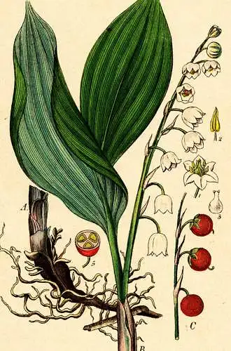 Grafik,koloriert,Gemeine Maiblume,Ende 19.Jhdt.,Buchseite,sehr schön