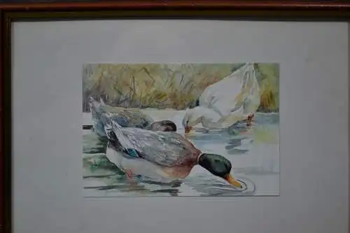 Aquarell, Enten, gerahmt und verglast