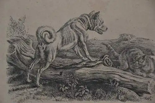 Kupferstich,Hund und Katze, Monogramiert : A.K. f.1832