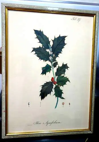 Lithografie,koloriert,Ilex aquifolium,1826,Braunschweig,Vieweg