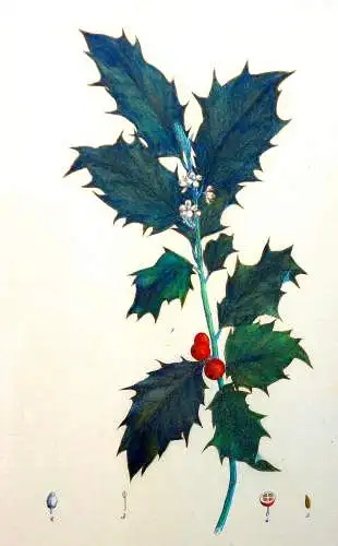 Lithografie,koloriert,Ilex aquifolium,1826,Braunschweig,Vieweg