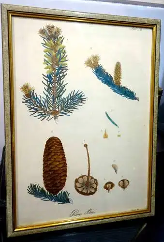 Lithografie,koloriert, Abies alba Miller,1826,Braunschweig,Vieweg