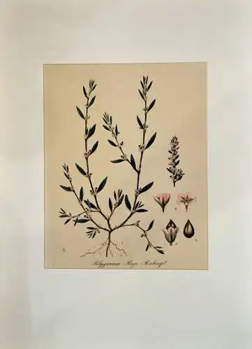 Kolorierte Lithografie, Pflanze, Polygonum Raji Babingt,19. Jhdt, wohl Knöterich