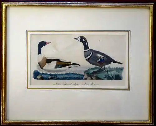  Kupferstich koloriert,Brandenten, Rahmen vergoldet,ca.1890