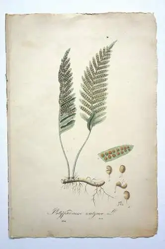 Kupferstich,koloriert, Tüpfelfarn,Polypodium vulgare, Graumüllers Handbuch, 1850