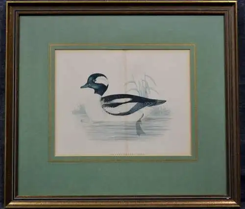 Kupferstich, altkoloriert,Buffel Headed Duck, Ente,etwa 1870