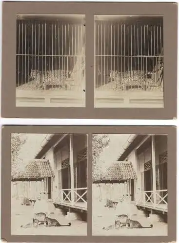 Zwei Original-3D/Stereophotographien mit zwei jungen Leoparden, Bali, 1913
