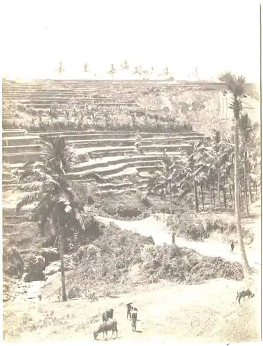 Originalphotographie Landschaft mit Reisfeldern und Palmen auf Bali, ca. 1900