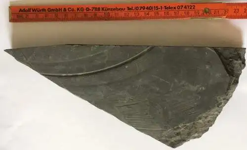 Versteinerte Farnpflanze, wohl aus der Kreidezeit