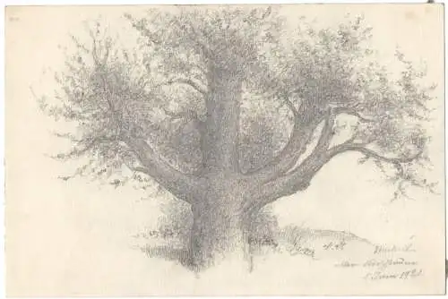 Bleistiftzeichnung „alter Kirschbaum 5. Juni 1921“ von Anton Stadler