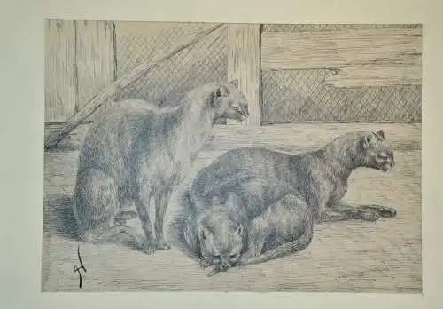 Tuschfederzeichnung,Jaguarundie Katze,Monogrammiert A.H.
