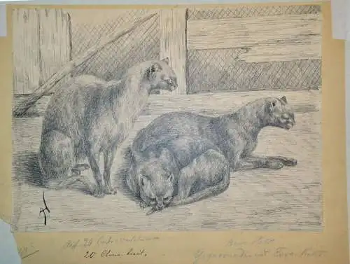 Tuschfederzeichnung,Jaguarundie Katze,Monogrammiert A.H.