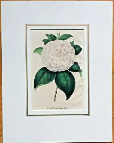 Farblithographie „Camellie Emiliana alba“ von G. Severeyns nach A. Verschaffelt