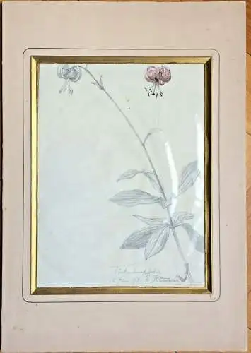 Bleistiftzeichnung „Türkenbundlilie“ sign. „E. Kämmerer“, teilcoloriert  1993