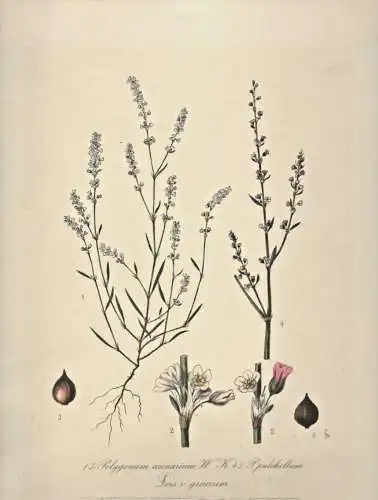 „Polygonum arenarium“ - Colorierter Kupferstich im Passepartout