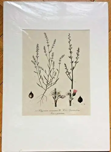 „Polygonum arenarium“ - Colorierter Kupferstich im Passepartout