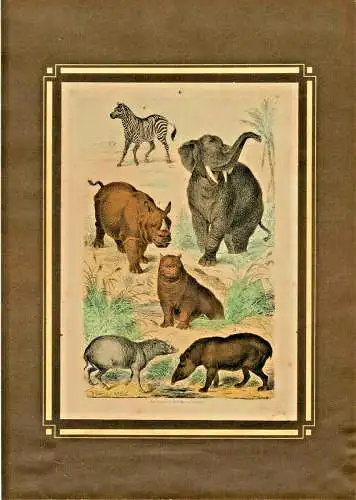 Colorierte Original-Lithographie mit Tierdarstellungen von Christian Votteler