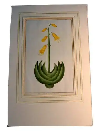  Kupferstich,18.Jhdt.Aloe perfoliata+Linn. L`aloes Croissant,koloriert