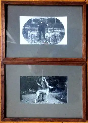 Zwei alte Photographien mit Sloughis, orientalischen Windhunden, ca. 1920