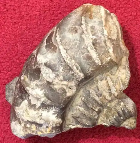 Versteinerter Ammonit (Kopffüßer), ca. 150 Millionen Jahre alt