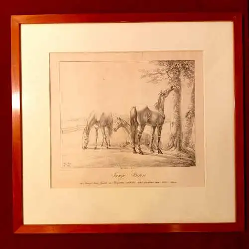 Lithografie, Junge Stuten / im Königl. baier. Gestüte zu Bergstetten. Adam