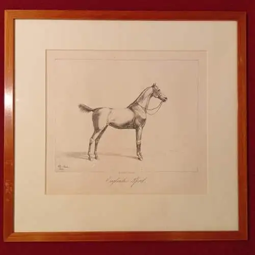 Lithografie, ALBRECHT ADAM, PFERDESTUDIEN 1820, Englisches Pferd