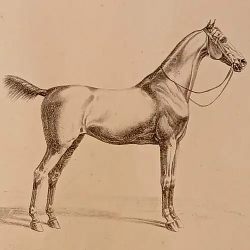 Lithografie, ALBRECHT ADAM, PFERDESTUDIEN 1820, Englisches Pferd