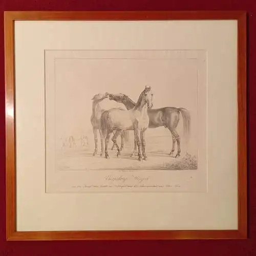 Lithografie,ALBRECHT ADAM, PFERDESTUDIEN 1820, vierjährige Hengste