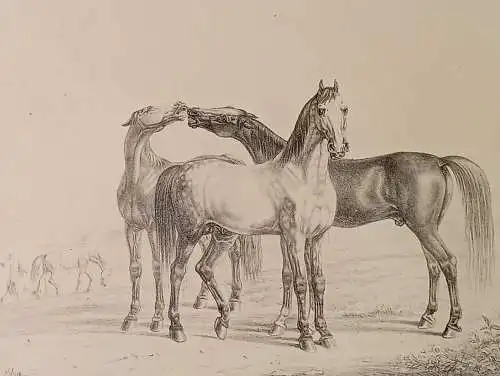 Lithografie,ALBRECHT ADAM, PFERDESTUDIEN 1820, vierjährige Hengste