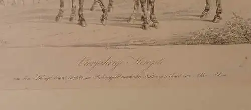 Lithografie,ALBRECHT ADAM, PFERDESTUDIEN 1820, vierjährige Hengste