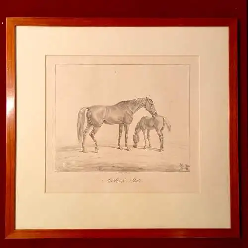Lithografie,ALBRECHT ADAM, PFERDESTUDIEN 1819, arabische Stute