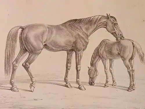 Lithografie,ALBRECHT ADAM, PFERDESTUDIEN 1819, arabische Stute