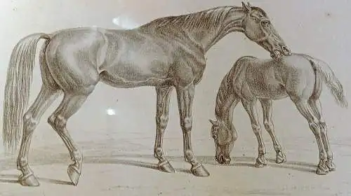 Lithografie,ALBRECHT ADAM, PFERDESTUDIEN 1819, arabische Stute