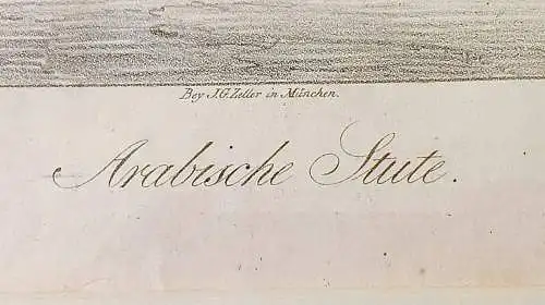 Lithografie,ALBRECHT ADAM, PFERDESTUDIEN 1819, arabische Stute