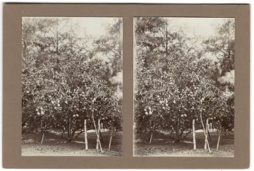 Original-3D/Stereophotographie Zitronenbaum auf Bali, August 1913