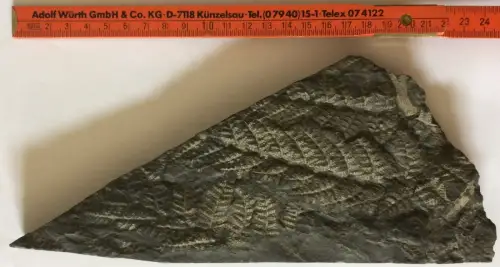 Versteinerte Farnpflanze, wohl aus der Kreidezeit