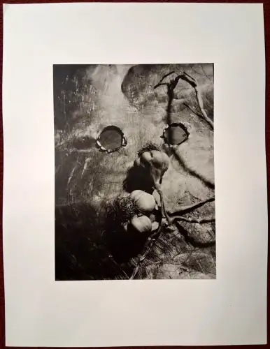 Photographie „Gousse d'ail“ von Wols, 1937