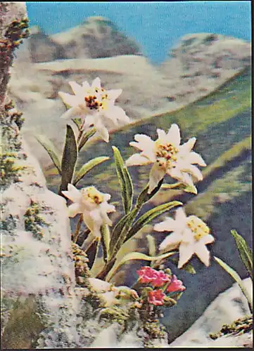 3 D Color-Karte PK-259 Edelweiss von TOPPAN PK-259