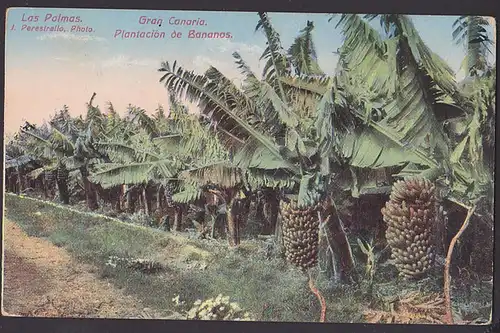 Las Palmas Gran Canaria Bananen Plantage Las Palmas de Gran Canaria