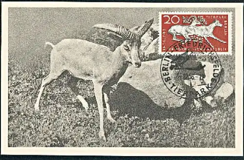 MC Maxikarte DDR 554 Tierpark Berlin Wildschaf 1956