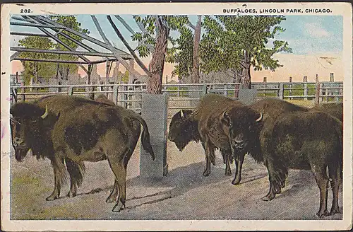 Chicago Chikago Buffalos Lincoln park CAK, Büffel